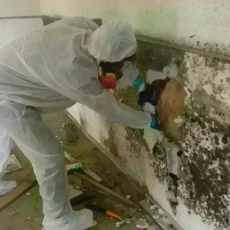 Mold Remediation and Removal in Potterville, MI